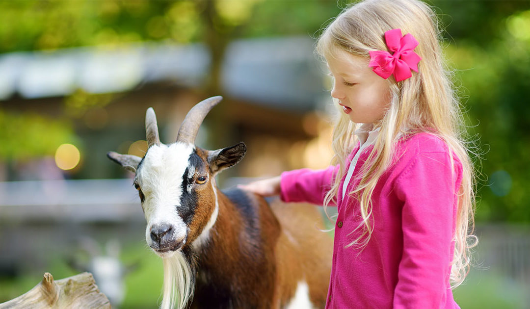 Barnyard Buddies